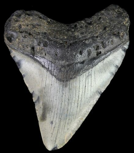 Bargain, Megalodon Tooth - North Carolina #67110